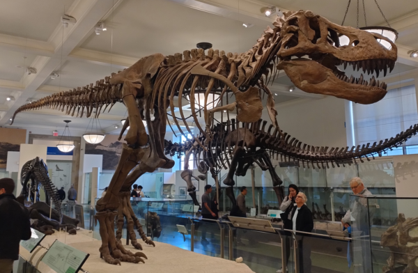 Fóssil de Tyrannosaurus Rex exposto no Museu Americano de História Natural. Extinto nas encruzilhadas da seleção natural. Foto do autor.