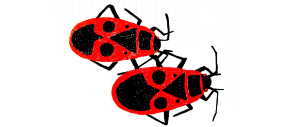 Pyrrhocoris apterus. Ao ser devorado, seu sabor desagrada ao predador, que passa a associar o padrão de cores ao seu gosto ruim. Como em um aprendizado bayesiano. Desenho do autor.