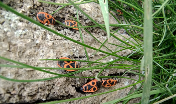 Pyrrhocoris apterus. Ao ser devorado, seu sabor desagrada ao predador, que passa a associar o padrão de cores ao seu gosto ruim. Como em um aprendizado bayesiano. Foto do autor.
